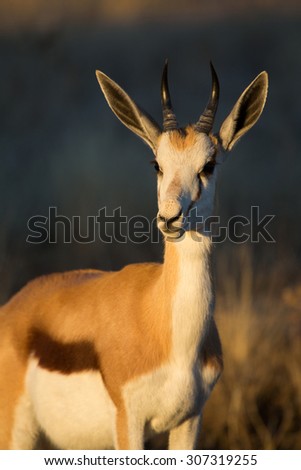 A vertical, colour, close-up, profile image of an alert springbok ram, Antidorcas marsupialis, in golden light in the Central Kalahari Game Reserve, Botswana.Central Kalahari Game Reserve, Botswana.