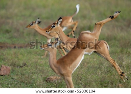 Three jumping impala lambs with the center one in focus and the other two out of focus