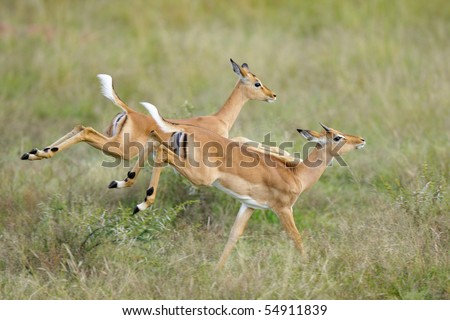 Two young impalas caught in action as they run away at a fast pace