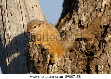A tree squirrel sitting in the sun