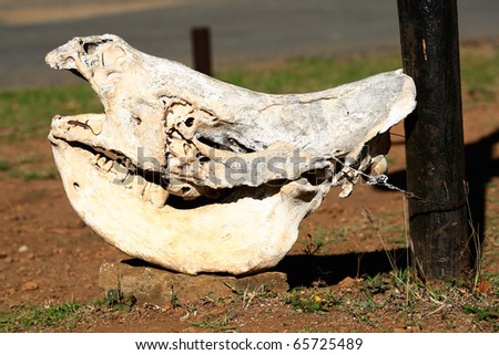 An old rhino skull standing on a rock with a small lizard near the mouth