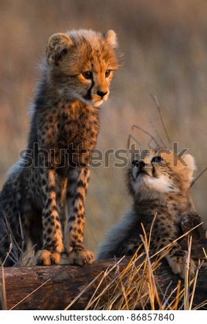 Two tiny cheetah cubs standing on a tree stump