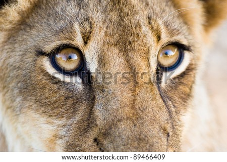 A close up of a lion cub\'s eyes