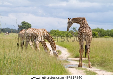 Three giraffe drinking from a natural pool of water in the road