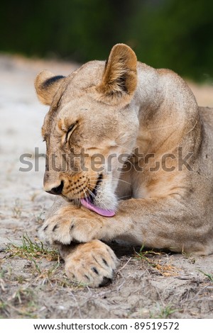 A large lioness cleans her paws with her pink tongue