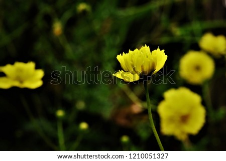 Similar – Image, Stock Photo Chamomile by the wayside