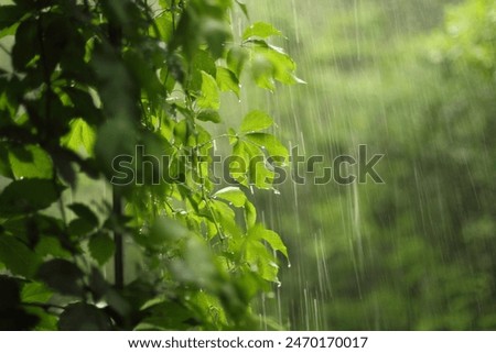 Similar – Image, Stock Photo rainy Garden Spring Rain