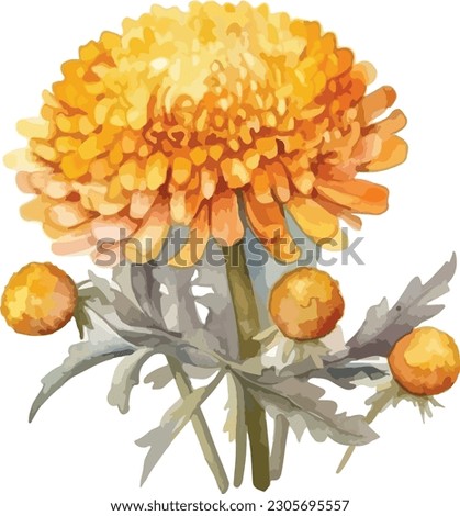 Craspedia flower clipart, isolated vector illustration.