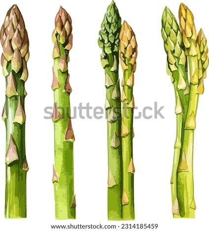 Asparagus clipart, isolated vector illustration.