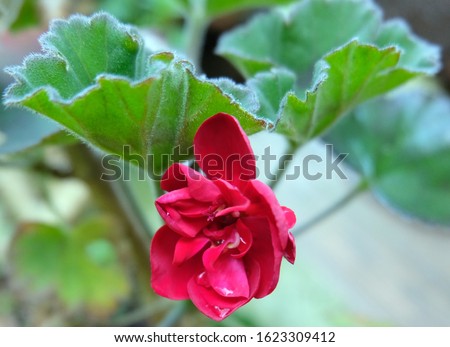 Geranium Red Flower Closeup with leaves Stok fotoğraf © 