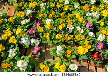 Primula Primrose Flowers  in different colors Stok fotoğraf © 