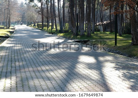 Pine trees and a walking path in a park Stok fotoğraf © 