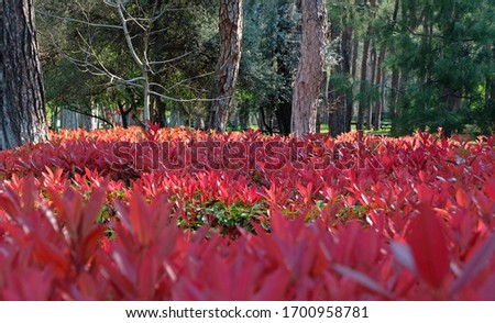Red bushes in a park in spring time Stok fotoğraf © 