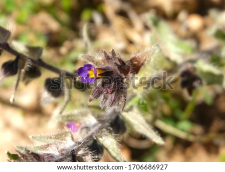 Anchusa flower close up in spring Stok fotoğraf © 