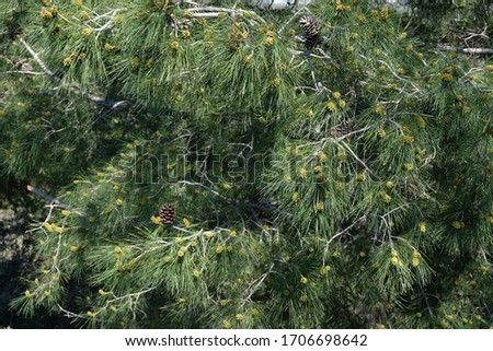 Pine tree flowers in spring Stok fotoğraf © 