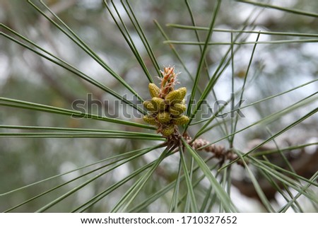 Pine tree flower close up in Spring Stok fotoğraf © 