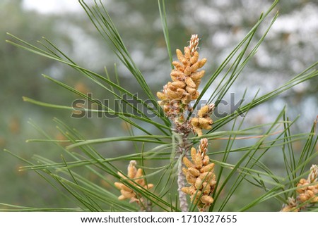 Pine tree flower close up in Spring Stok fotoğraf © 