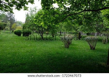 Trees and plants in a botanic park in Spring Stok fotoğraf © 