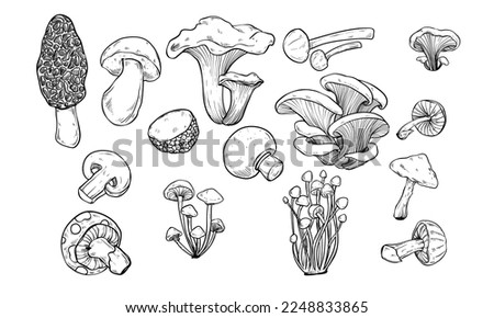 mushroom type handdrawn illustration engraving