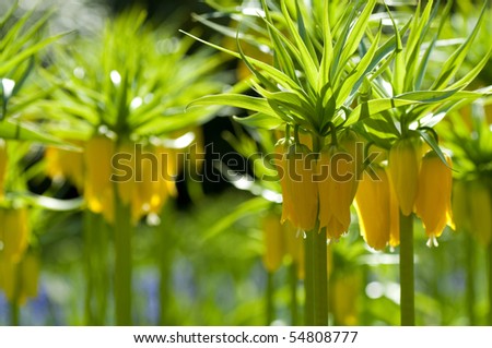 Yellow imperial crown fritillaries