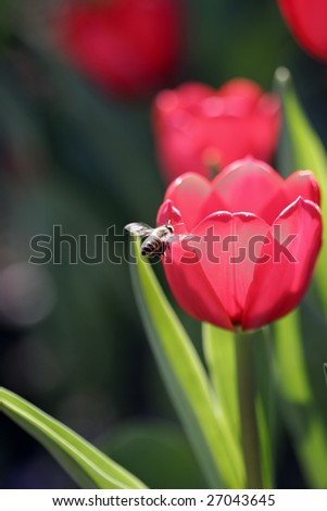 Similar – Image, Stock Photo bee perspective tulips