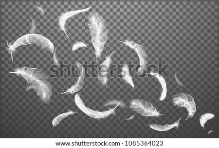 	
Vector white feathers collection, set of different falling fluffy twirled feathers, isolated on transparent background. Realistic style, vector 3d illustration.