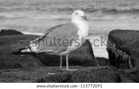 Seagull standing on beach rock jetty in black and white.