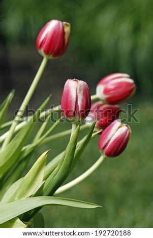 Pretty pink and white tulip flowers.