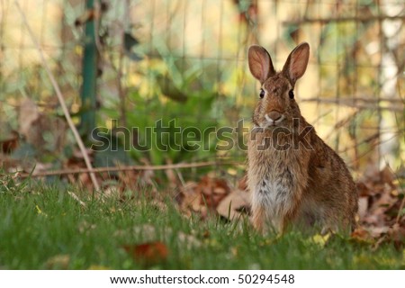 Wild brown rabbit with big ears sitting up tall in green grass.