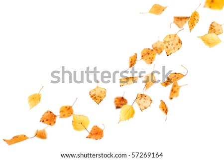 Autumn leaves falling and spinning isolated on white