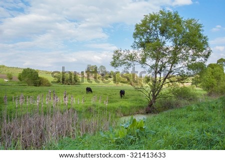 Rural landscape with horses being grazed on a pasture no people