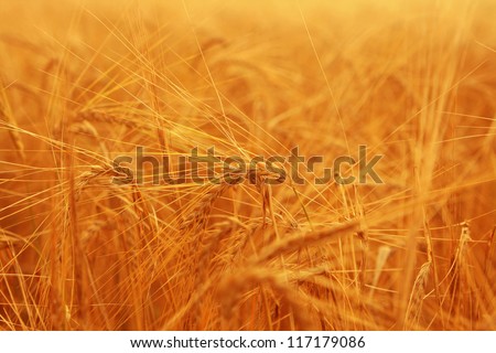 ripening ears of wheat field on the background of the setting sun