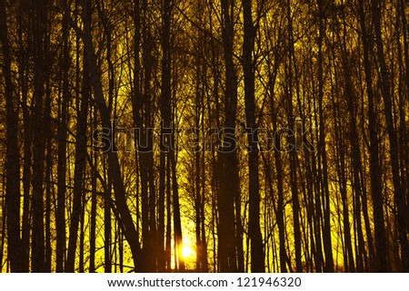 Autumn or winter design background trees backdrop in the late colorful afternoon during sunset