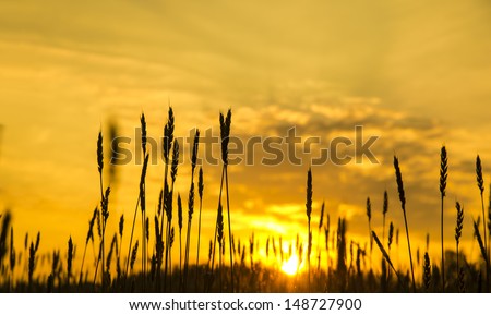 ripening ears of wheat field on the background of the setting sun Copy space for inscription