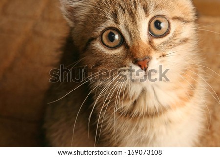 Closeup of a long hair scary yong cat