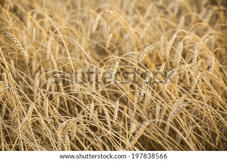 Cereal - Close up Background of reap wheat field on golden sunset light Autumn harvest