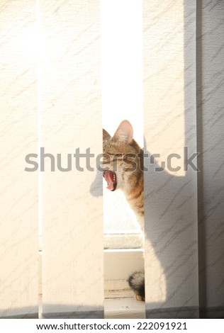 Gray cat looks through the blinds out  dirty window background Shadows on curtains texture Empty copy space for inscription Pussy yawn