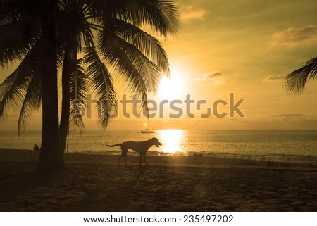 Paradise beach at sunset in Phuket, south Thailand island. Beautiful landscape Alone Walking Dog along horizon Girl lie on tropical sand against yellow sky with dramatic clouds background