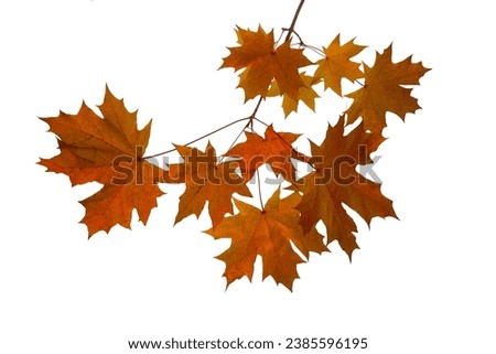 Similar – Image, Stock Photo bright maple leaves Autumn