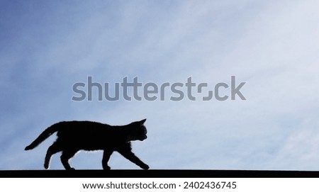 Similar – Image, Stock Photo Cat silhouette in sunny backlight