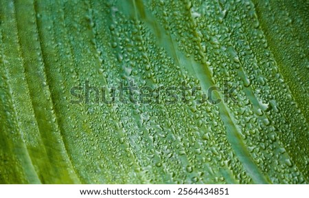 Similar – Image, Stock Photo Tree leaves wet after being exposed to rain in the morning