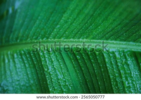 Similar – Image, Stock Photo Tree leaves wet after being exposed to rain in the morning