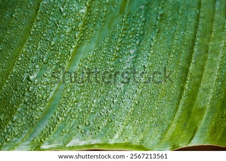 Similar – Image, Stock Photo Tree leaves wet after being exposed to rain in the morning