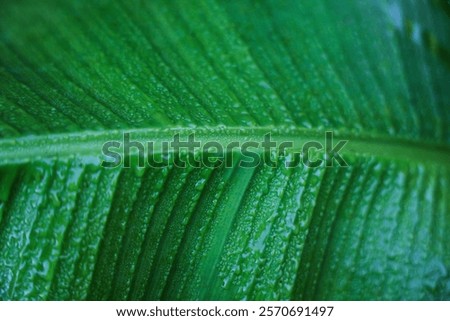 Similar – Image, Stock Photo Tree leaves wet after being exposed to rain in the morning