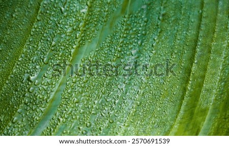 Similar – Image, Stock Photo Tree leaves wet after being exposed to rain in the morning