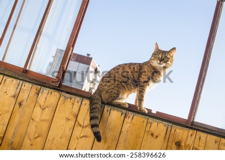 Cat sit on Window metal frame against blue spring or summer sky and house Pet on wooden texture natural wall Empty space for inscription