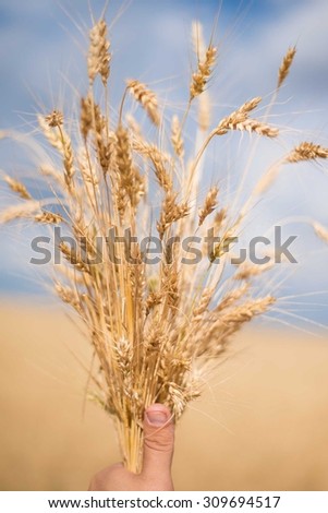 man hand holding wheat spikes against blue sky. Ripe ears wheat in woman hands against a background of wheat field. Harvest concept