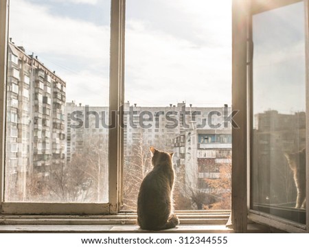 Dark room in the silhouette of a cat sitting on a sunset yellow light against high house and blue sky with white clouds Kitty sit on wooden windowsill and look down
