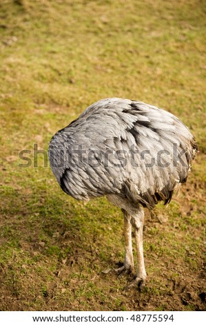 Ostrich with no head and copy space.