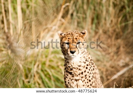 Cheetah looking slightly to the right with copy space.